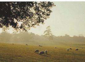 Cutting from Essex Chronicle - below together with the winning photographs